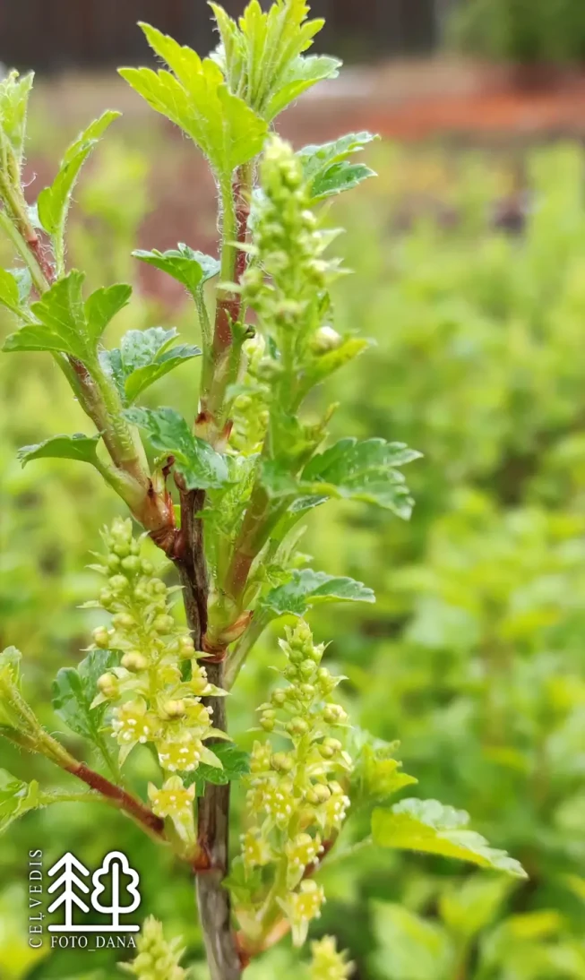 Ribes alpinum   'Schmidt'